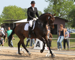 Auf seiner von ihm selbst gezogenen Stute Santana hat Ralf Voß drei Dressurprüfungen in Demmin gewonnen. Fotos: Jutta Wego Auf seiner von ihm selbst gezogenen Stute Santana hat Ralf Voß drei Dressurprüfungen in Demmin gewonnen. Fotos: Jutta Wego